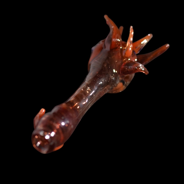 pipe spoon  dragon opale